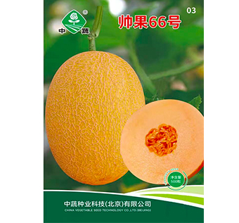 黃皮哈密瓜
