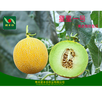 黃皮網(wǎng)紋類甜瓜